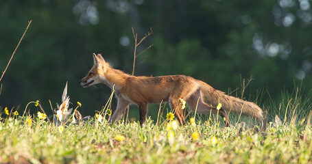 Wild red fox (vulpes vulpes) strolling left through well lit sunny meadow of flowers and grass, Florida