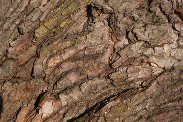the Old Wood Tree Texture Background Pattern