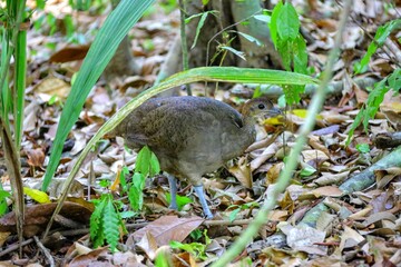Obraz premium Faune du Costa Rica, Amerique Centrale