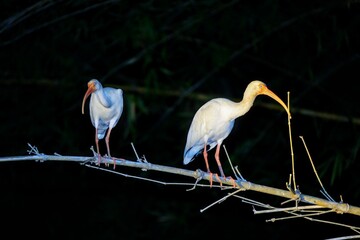 Faune du Costa Rica, Amerique Centrale