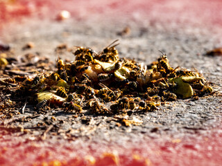 wasps stuck to the fruit crushed by the car lying on the asphalt