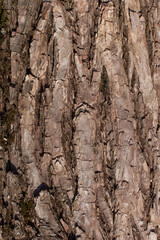 Fototapeta na wymiar the Old Wood Tree Texture Background Pattern