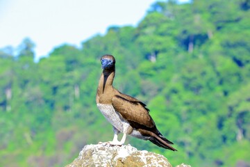 Faune du Costa Rica, Amerique Centrale