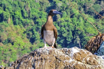 Faune du Costa Rica, Amerique Centrale