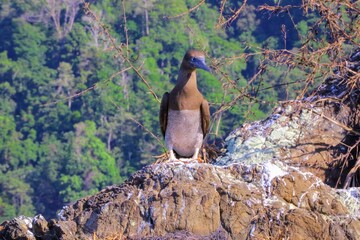 Faune du Costa Rica, Amerique Centrale