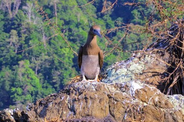 Obraz premium Faune du Costa Rica, Amerique Centrale