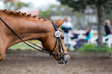 Fuchs Pferd auf einem Reitturnier in der Dressur
