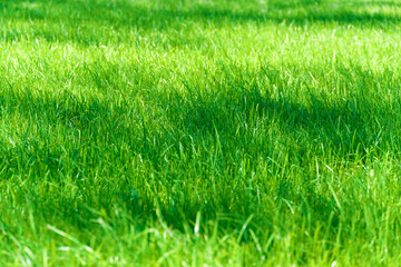 bright green grass background in a city park on a sunny day, tree shadows on the lawn