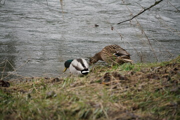 Couple of Mallards ducks nearby a river, Common ducks or Anas platyrhynchos), dabbling duck