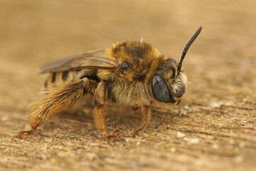 Closeup of a blue eyed female of the solitary bee Tetralonia malvae  in Gard France