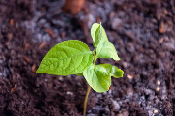 Young persimmon sprout in the soil in spring. The beginning of life, young greens, the spring...