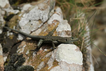 lezard de bedriaga