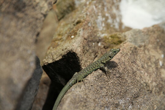 lezard de bedriaga