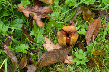 bogue de marronnier de californie Aesculus californica