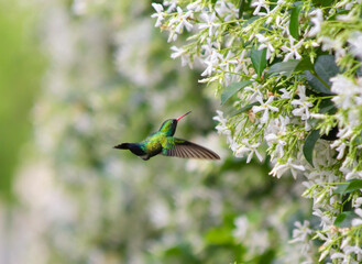 hummingbird pollinating a jasmine flower
