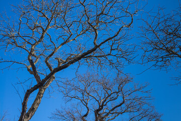 USA, Massachusetts, Nantucket Island. Nantucket Town, bare trees.