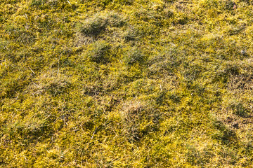 Garden lawn with moss - background