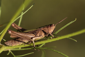 Locust closeup, brown grasshopper sits on green grass, green background, hopper