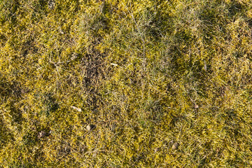 Garden lawn with moss - background