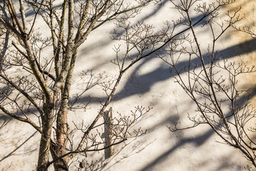 USA, Massachusetts, Nantucket Island. Nantucket Town, wall detail.