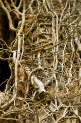 branches de lierre grimpant mortes