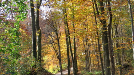 Obraz premium beautifully coloured forest in autmn