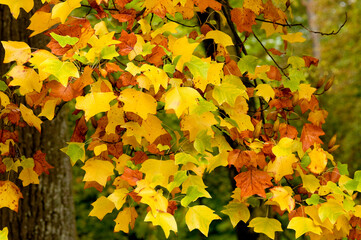 tulipier de virginie