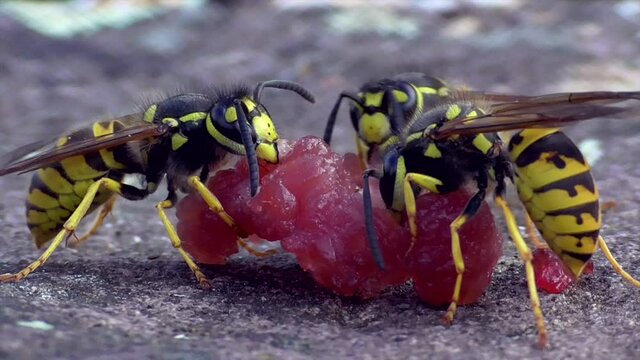 Deutsche Wespe (Vespula germanica) besorgt Fleisch zum F&uuml;ttern ihrer Larven
