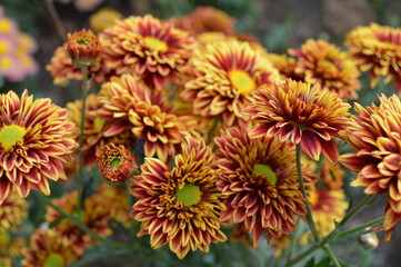 Chrysanthemum flowers as a background close up. Colorful Chrysanthemums. Chrysanthemum wallpaper. Floral background.