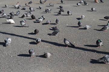 flock of pigeons on a street