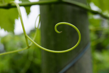Rama de la vid que representa la proporción de oro en la naturaleza (Fibonacci)