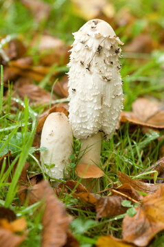 champignons : coprin chevelu