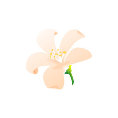 Pink jasmine in bloom isolated realistic flower icon. Vector herbal tea ingredient, gentle blooming plant with pink petals. Jasminum polyanthum, tropical fora object. Aroma decoration, jasmine