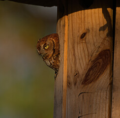red Eastern screech owl with yellow eyes looking out nesting box