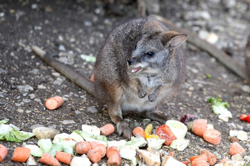 Parmakänguru im Zoo Salzburg, Österreich, Europa - Parmakangaroo Macropus Parma in Salzburg Zoo, Austria, Europe © Spitzi-Foto