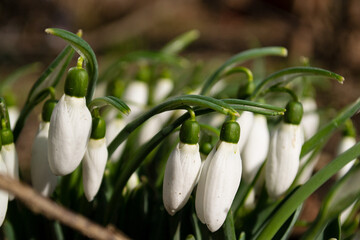 Fragile snowdrops growing in the garden - symbol for hope and new beginnings