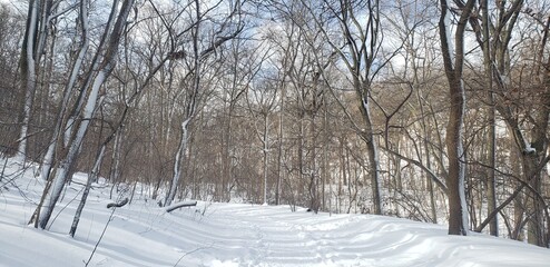 Winter landscape of Inwood Hill Park in Northern Manhattan. The trail is blanketed in snow and surrounded by bare trees.