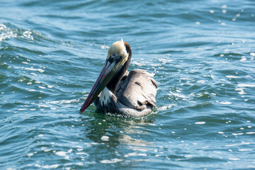 Pelican in the water in Marina del Rey, CA
