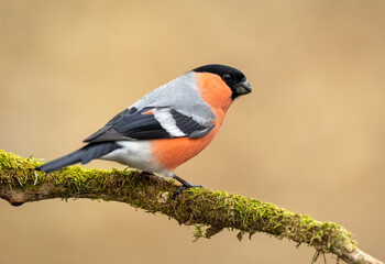 Eurasian bullfinch male ( Pyrrhula pyrrhula )