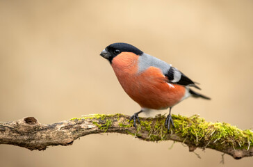 Eurasian bullfinch male ( Pyrrhula pyrrhula )