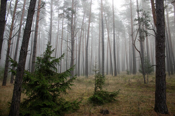 Fog in the forest in the morning 