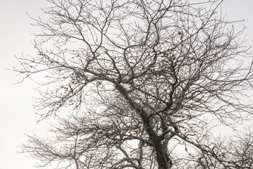 USA, Massachusetts, Cape Cod, Provincetown. Bare tree.