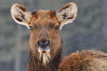 cow elk in snow