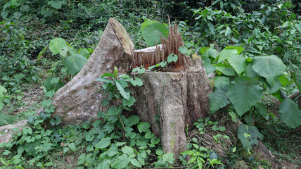 Root stump of a large felled tree in the forest with small plants growing near it