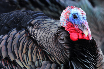 close up of wild turkey