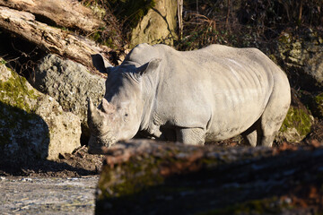 Fototapeta premium Breitmaul-Nashorn im Zoo Salzburg, Österreich, Europa - White rhinoceros in Salzburg Zoo, Austria, Europe