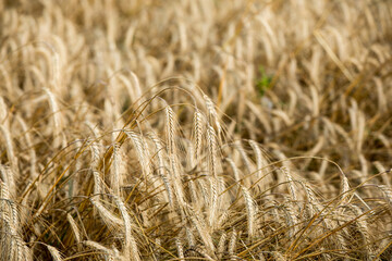 Ripe ears of wheat