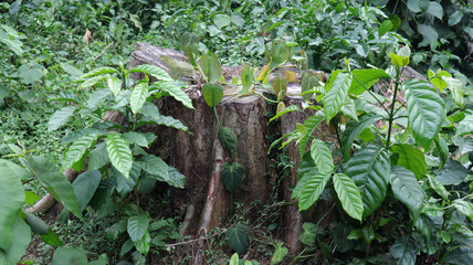 Root of a large cut down tree covering up by the surrounding plants and vines