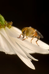 Close up  beautiful bee on flower