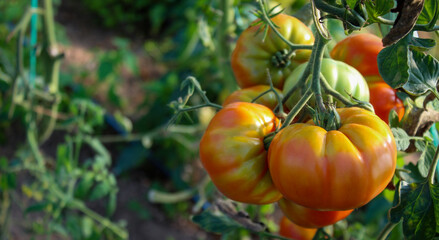 Banner. A group of tomatoes that started to turn red. Growing tomatoes in a greenhouse. Tomato fruits.